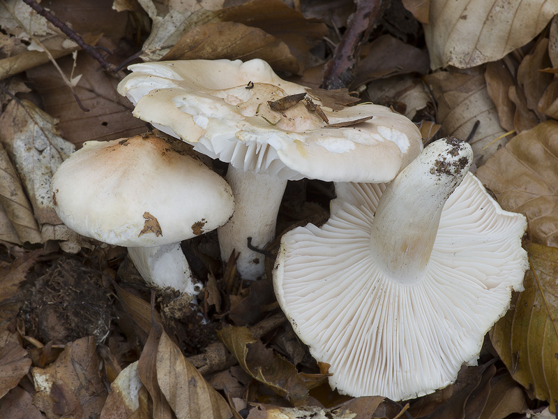 Hygrophorus poetarum